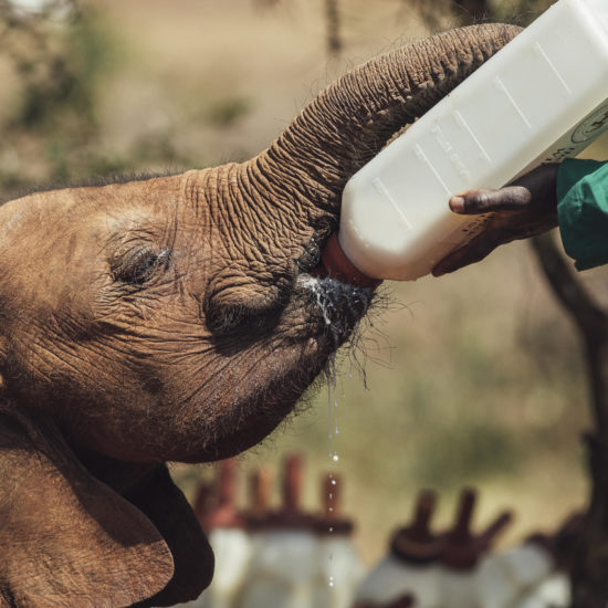 Baby Elephant with Bottle