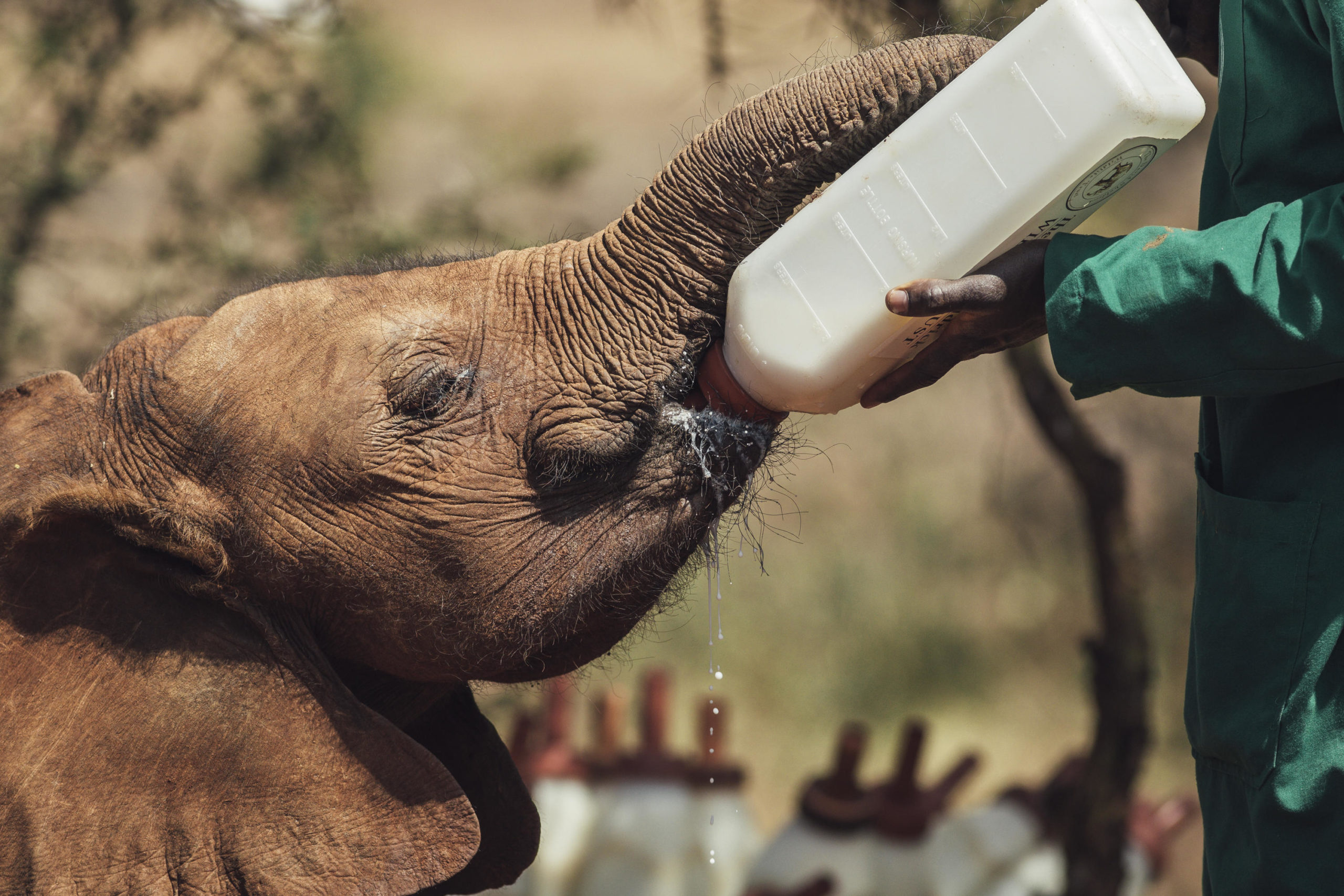 Baby Elephant with Bottle