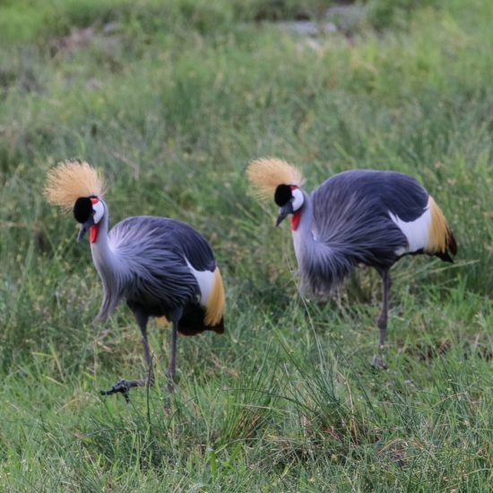 Crowned Crane in Amboseli