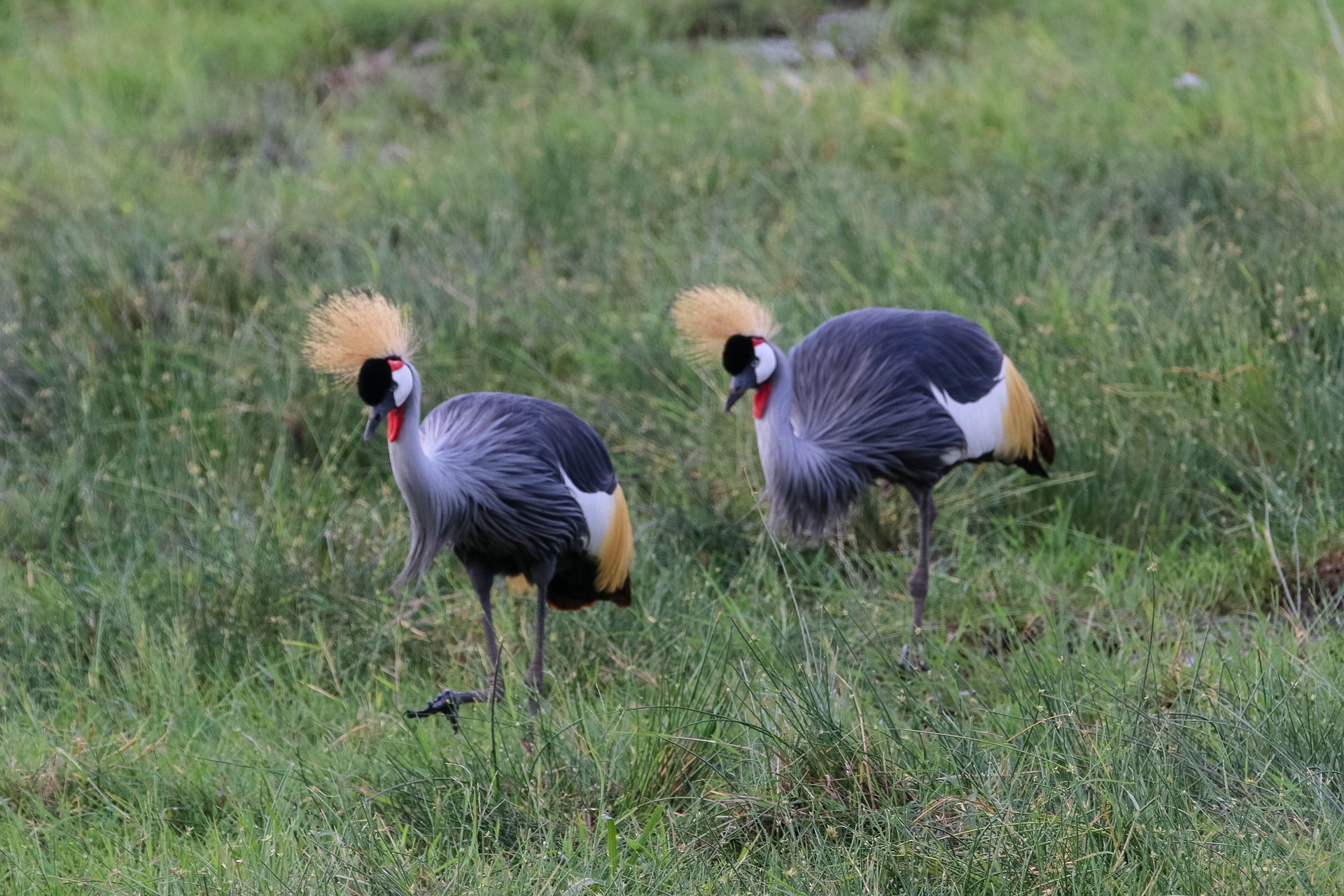 Crowned Crane in Amboseli