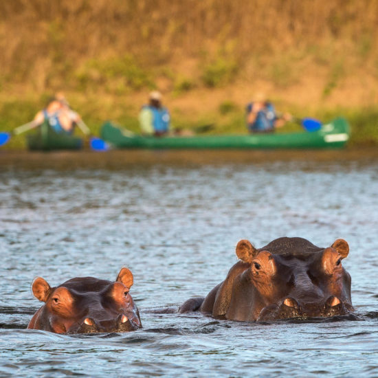 Canoe with Hippos