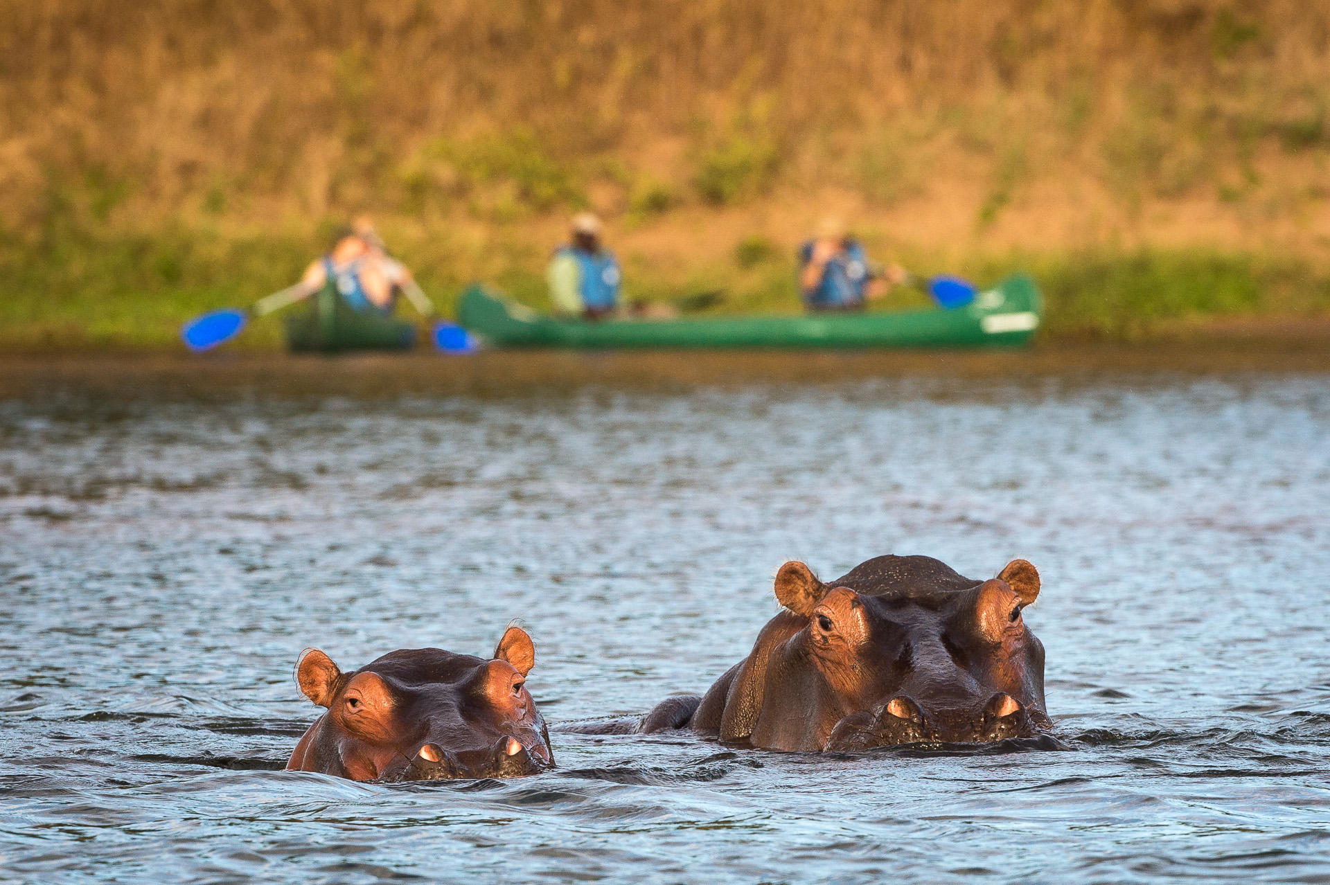 Canoe with Hippos