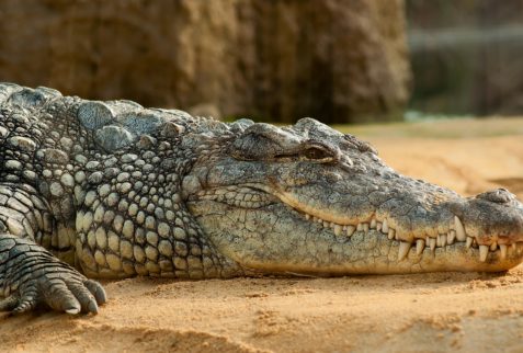 Crocodile on the Nile
