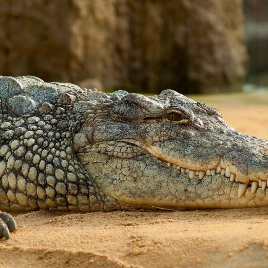 Crocodile on the Nile