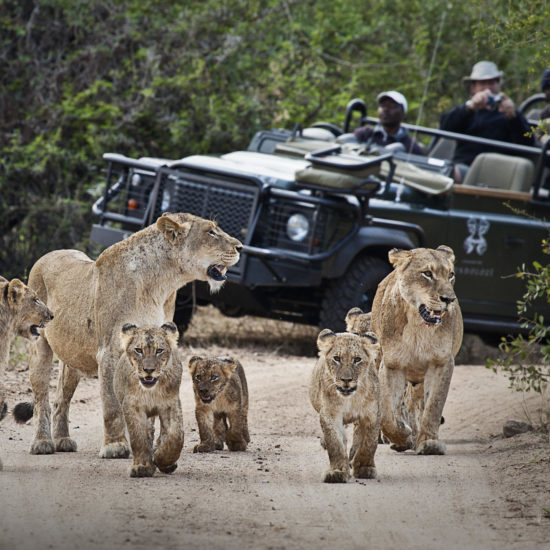 Game Drive with lions
