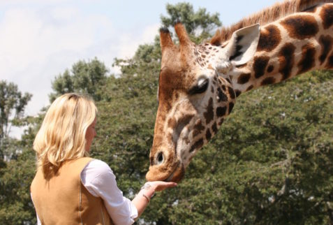 Giraffe Feeding