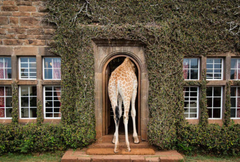 Giraffe Manor