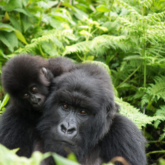 Gorilla with Baby