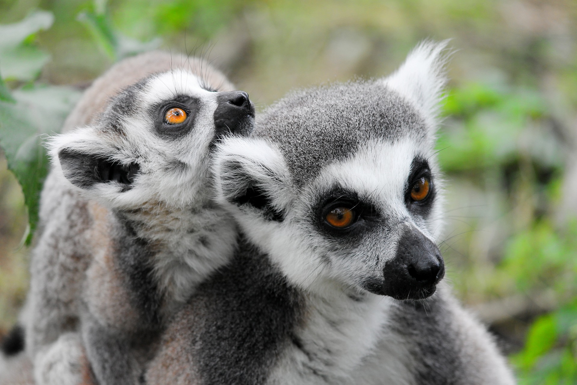 Lemurs