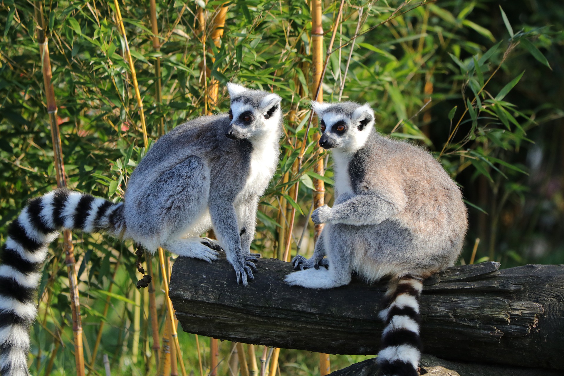 Lemurs on log