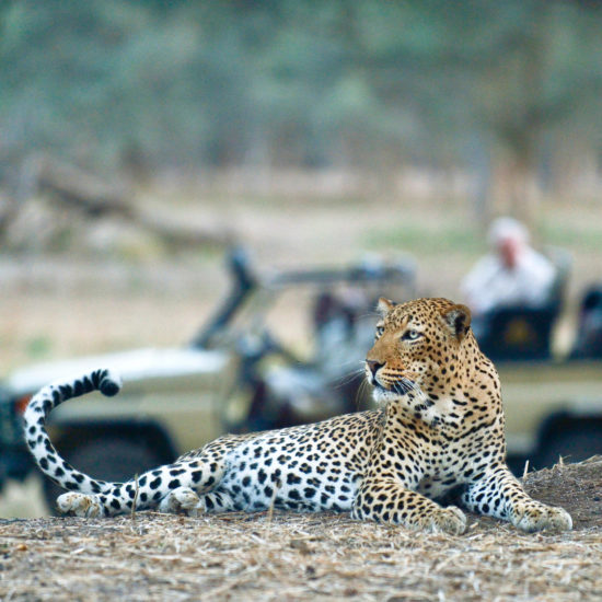 Leopard on Drive