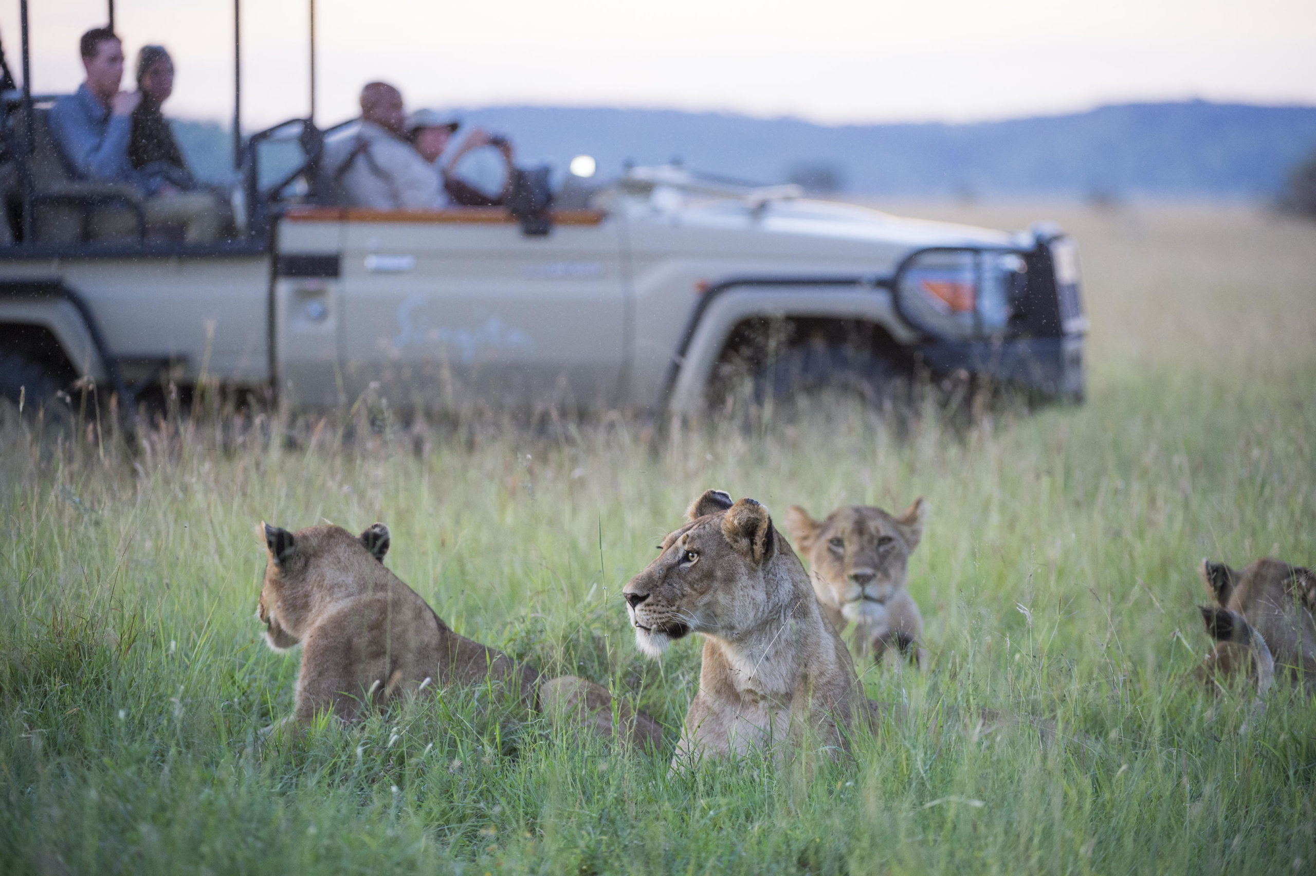 Lion Pride Game Drive