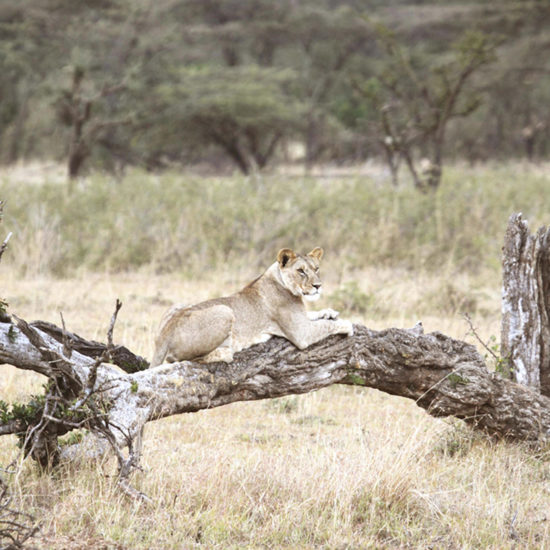 Lioness in tree