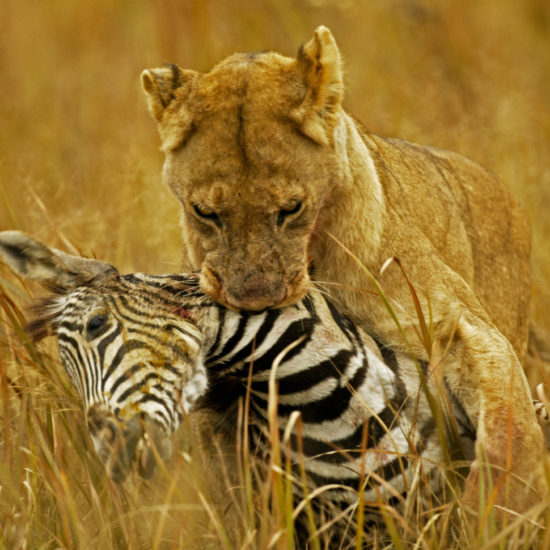 Lion with zebra kill