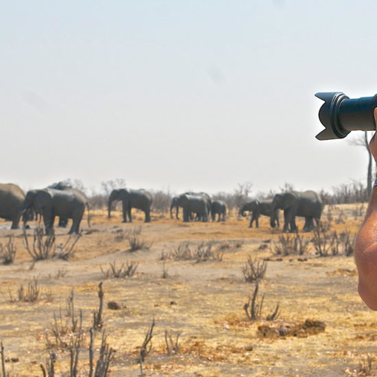 Photographing elephants