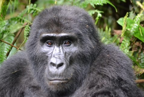 Primate-Gorilla-Rwanda-Pixa