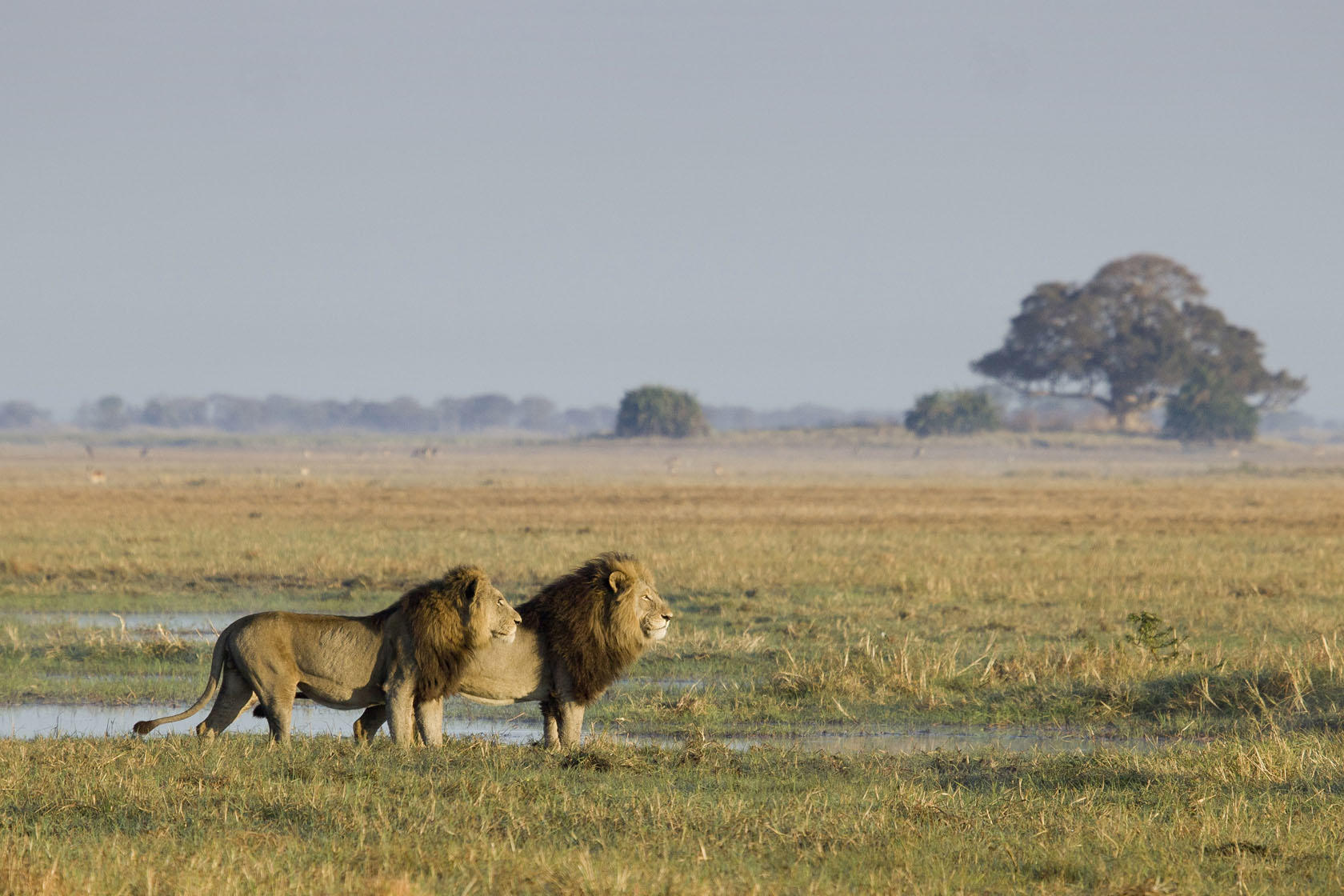 Two male lions in Kafue