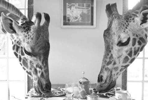 Giraffes eating at the Manor