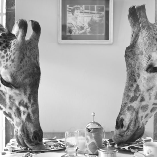 Giraffes eating at the Manor