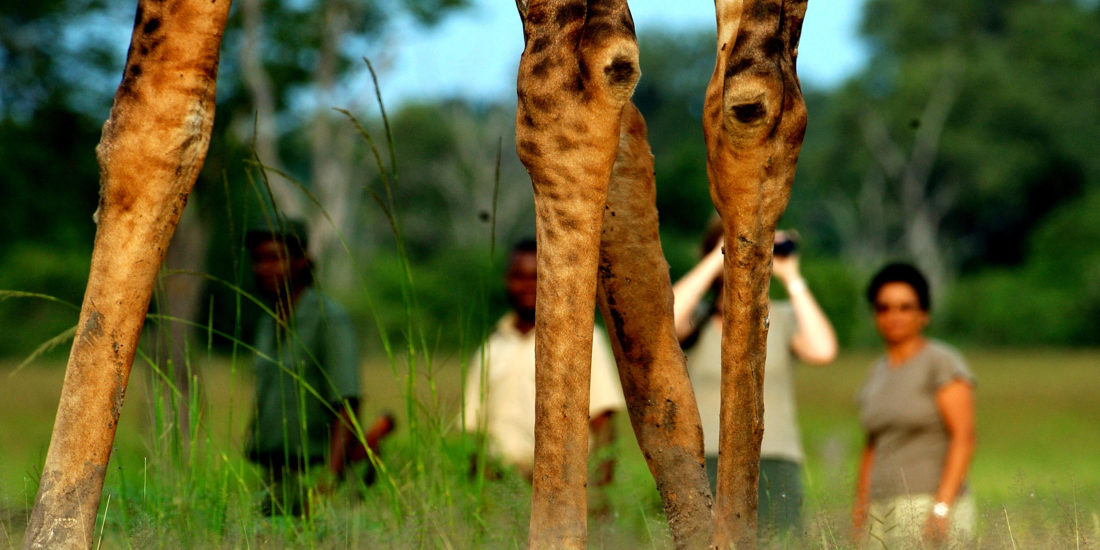 Walking with Giraffe