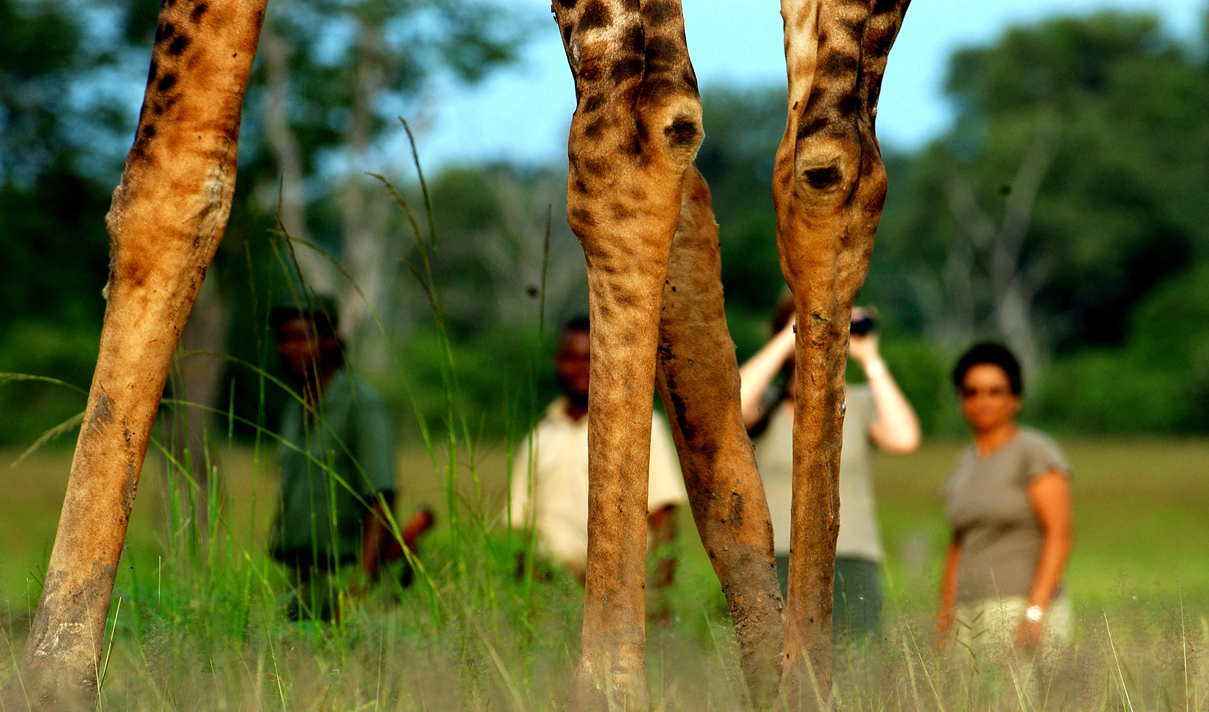 Walking with Giraffe