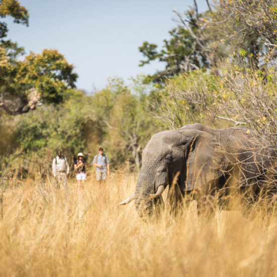 Walking Safari with Elephant