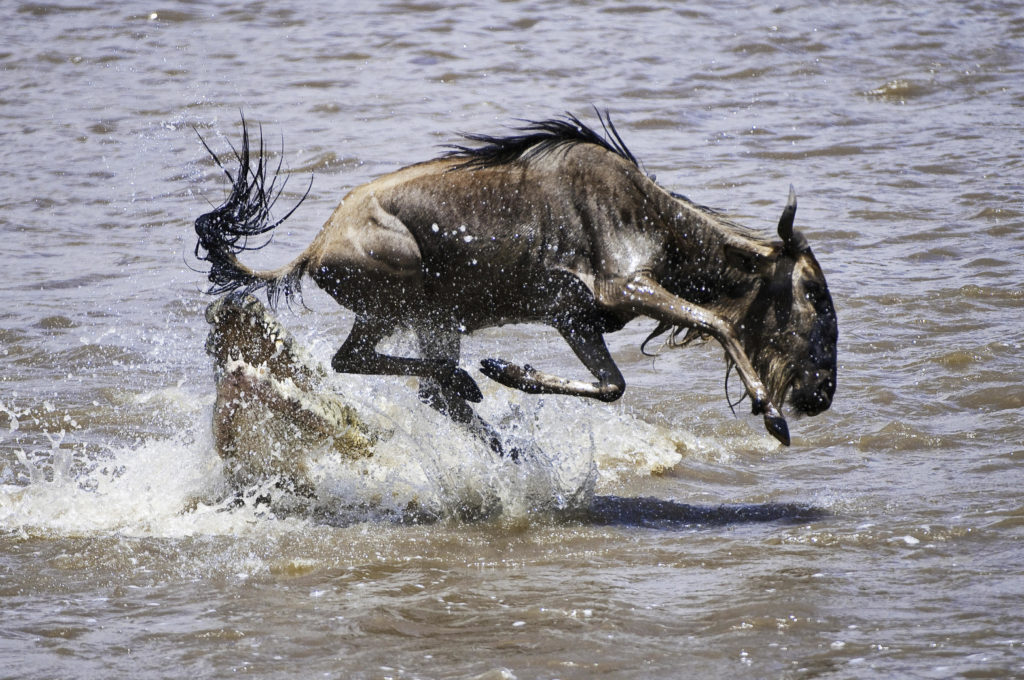 Wildebeeste Crossing River