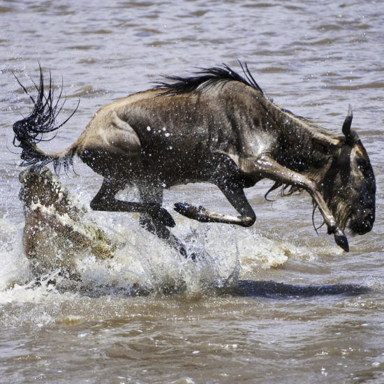 Wildebeeste Crossing River