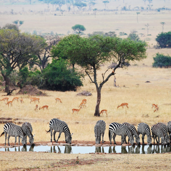 Zebras at Waterhole