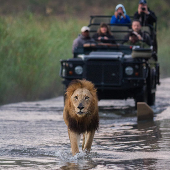 lion walking vehicle