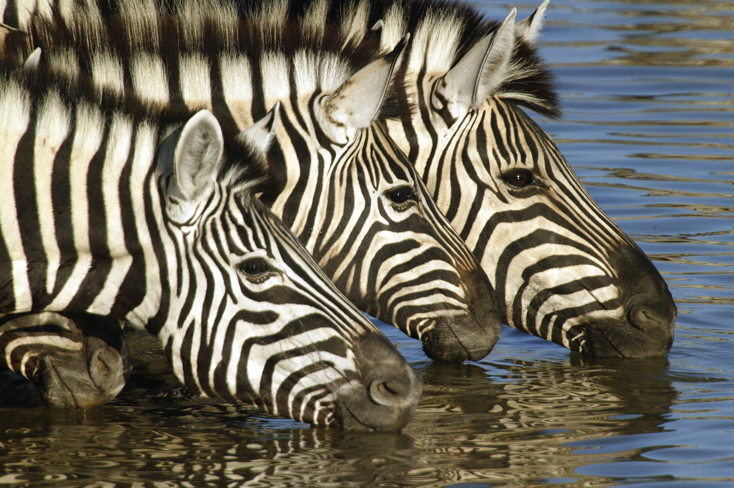 Zebras drinking